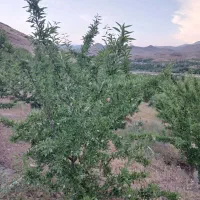بادام زار دیم مجهز به موتور تراکتور رومانی