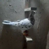یک جفت سار نروماده جون