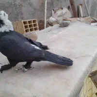 پرنده|پرنده|زارچ, |دیوار