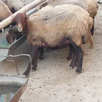 ۱۲عدد میش