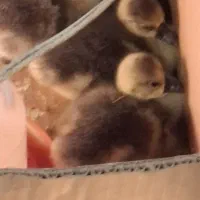۴ قطعه جوجه قوغاز