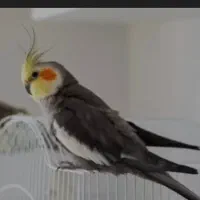 عروس هلندی 2 ساله