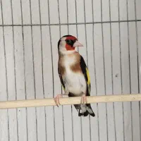 سهره جفتی قناری و سهره