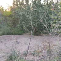 فروش زمین باغ با درخت ۵ ساله
