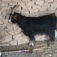 فروش ۷عددبزجوان
