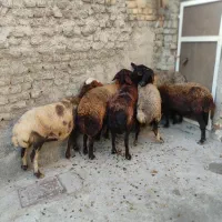 6راس میش افشاری درجه یک