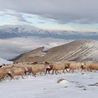 چوپان
