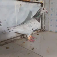 کبوتر سار سرور . زرد کاکلی. دمسفید
