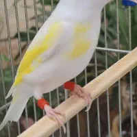 پرنده سره