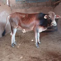 گوساله نر زرند