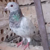 کفتر سار هفت رنگ نره