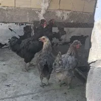 4تا مرغ رسمی