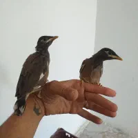 جوجه مینا
