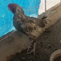 خروس لاری
