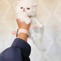 پرشین بریتیش سفید و مشکی