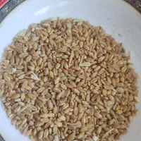گندم تمیز