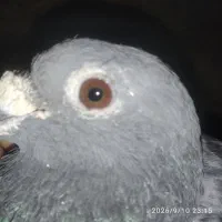 کفتر