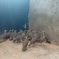 پرورشی چهار و نیم ماهه