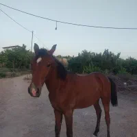 کره اسب عرب