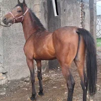 اسب کرد دارای شجره ای عالی