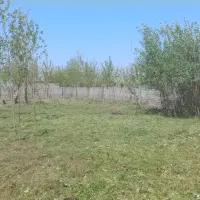 چمن زنی و حرس درخت