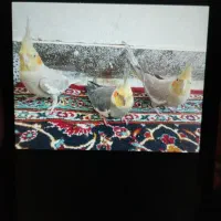 عروس هلندی.