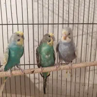 فروش دو جفت مرغ عشق مولد با جوجه زیر قیمت فوری