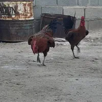 فروش ۸ عدد خروس و مرغ