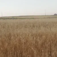 زمین کشاورزی موچش