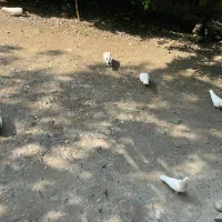 کبوتر
