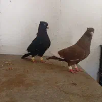 جفت قارا سیاه سرکه ای اس