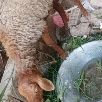 گوسفند