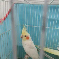 عروس هلندی