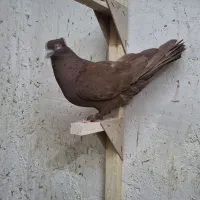 یک عدد سرخ ماده و جفت پلاکی حمال