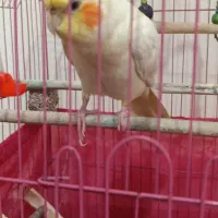 پرنده عروس هلندی