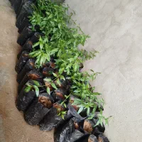 نهال بادام