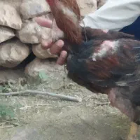 خروس لاری