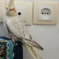 عروس هلندی ماده مرواریدی