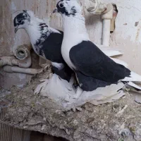 کبوتر ابلاخ