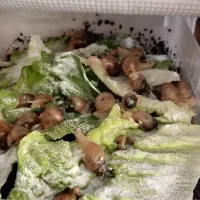 حلزون آلبینو