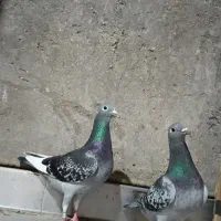 پلاکی آردن