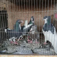 پلنگ|پرنده|رفسنجان, |دیوار