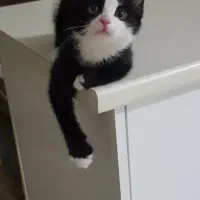 بچه گربه