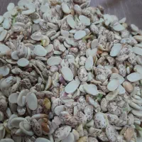 لوبیایی شکسته درجه یک