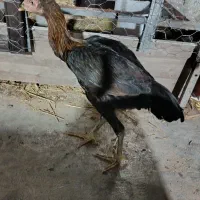 فریگ جوجه مرغ 5 ماهه لاری معاوضه با مرغ