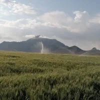 ۱۲ تن گندم سالار اصلاح شده