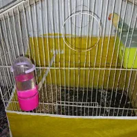 طوطی عروس وجفت برزیلی