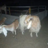 پازن دوساله