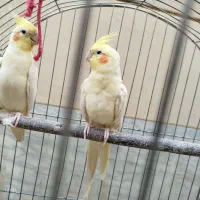 عروس هلندی مولد