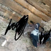 جوجه کبوتر